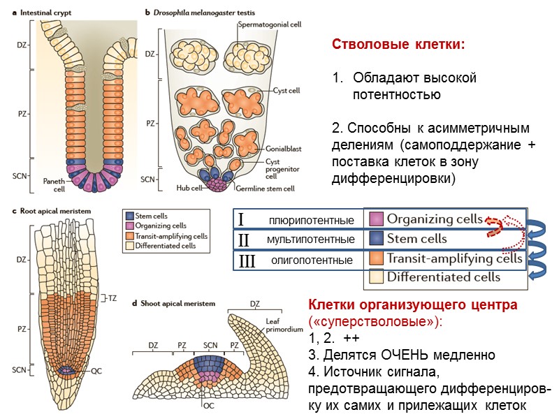 мультипотентные плюрипотентные II III I олигопотентные Стволовые клетки:  Обладают высокой потентностью  2.